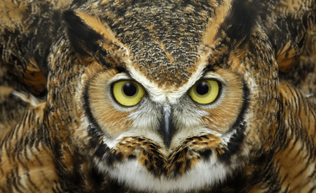 Обои картинки фото животные, совы, рогатая, сова, птица, голова, взгляд