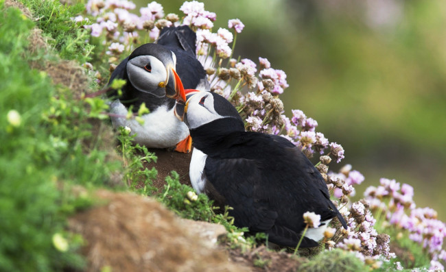 Обои картинки фото животные, тупики, склон, трава, пара, цветы, птицы