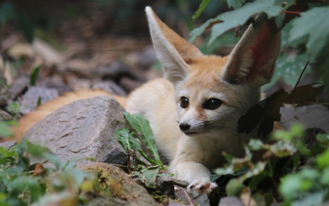 Обои картинки фото животные, фенеки, природа, фенек, лиса