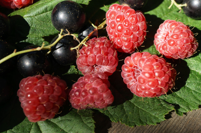 Обои картинки фото еда, фрукты,  ягоды, малина, смородина