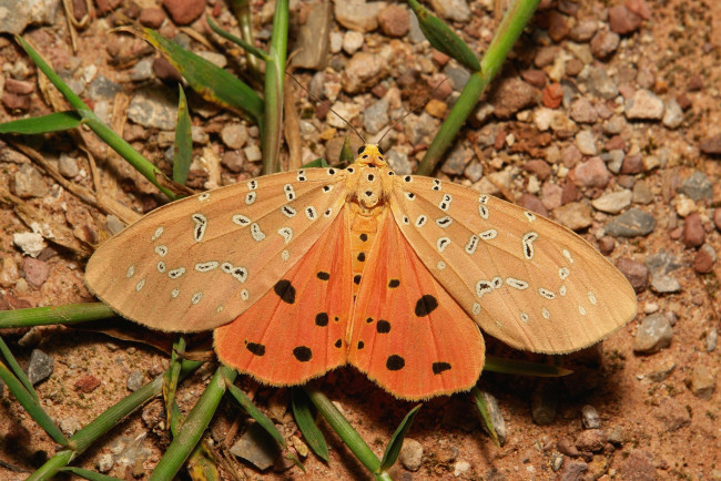 Обои картинки фото животные, бабочки,  мотыльки,  моли, макро, бабочка