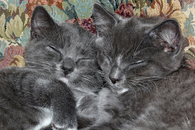 Обои картинки фото животные, коты, котики, котята, сон, пара