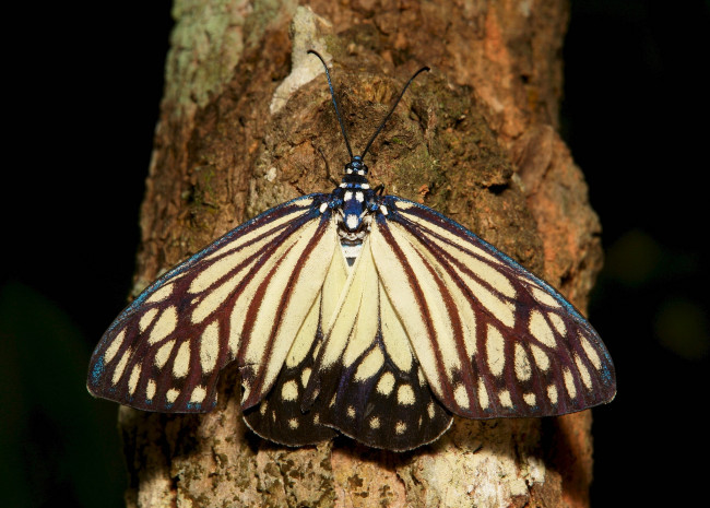 Обои картинки фото животные, бабочки,  мотыльки,  моли, макро, бабочка