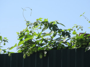 Картинка природа листья хмель