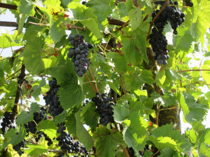 Картинка природа Ягоды +виноград виноград листья
