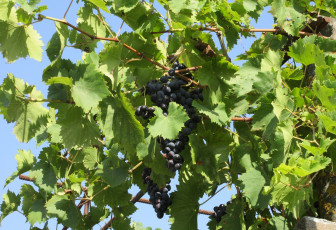 Картинка природа Ягоды +виноград виноград листья