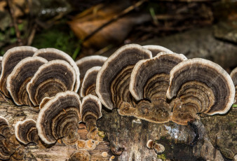 Картинка природа грибы