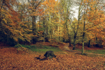 Картинка природа лес простор