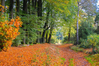 Картинка природа лес простор