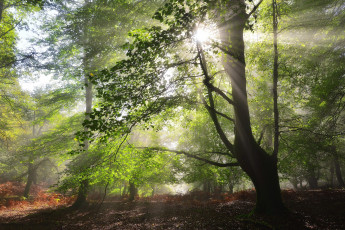 Картинка природа лес простор