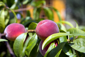 Картинка природа плоды персик