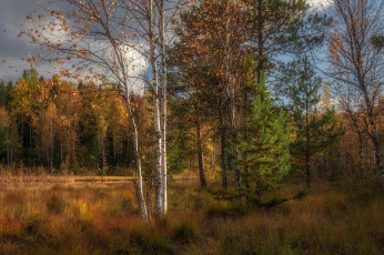 Картинка природа лес простор