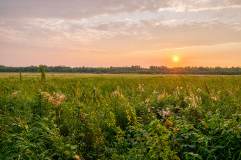 Картинка природа поля простор