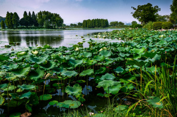 Картинка природа реки озера простор