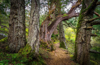 Картинка природа лес стволы мох деревья