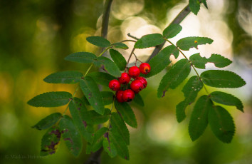 Картинка природа Ягоды +рябина ягоды