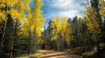 Картинка природа лес простор