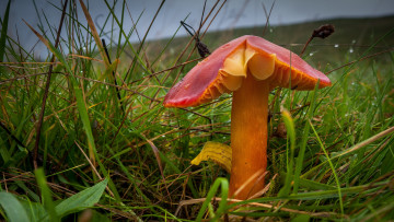 Картинка природа грибы макро