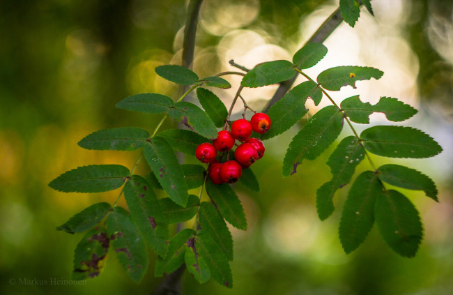 Обои картинки фото природа, Ягоды,  рябина, ягоды