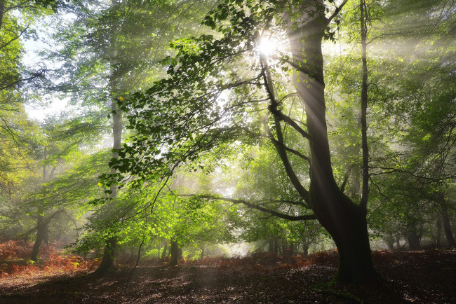 Обои картинки фото природа, лес, простор