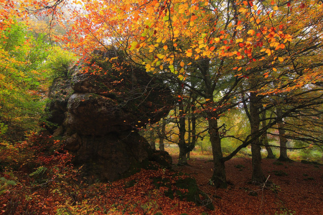 Обои картинки фото природа, лес, простор