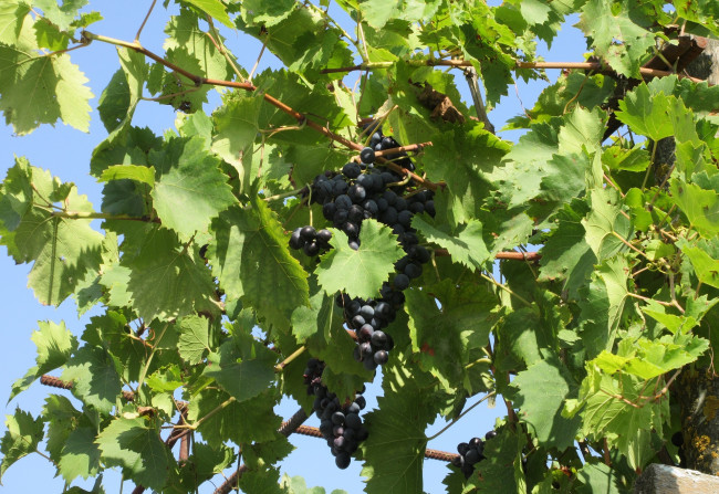 Обои картинки фото природа, Ягоды,  виноград, виноград, листья