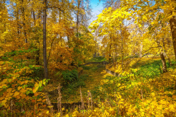 Картинка природа лес простор