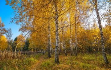 Картинка природа лес простор