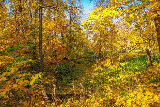 Обои картинки фото природа, лес, простор