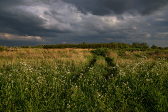 Картинка природа поля простор