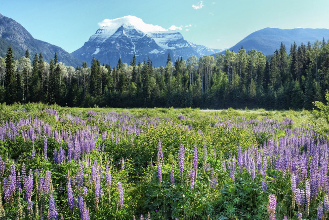 Обои картинки фото природа, луга, простор