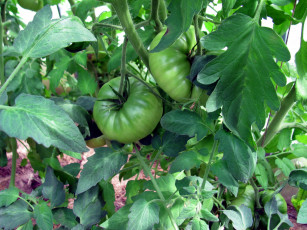 Картинка природа плоды помидоры