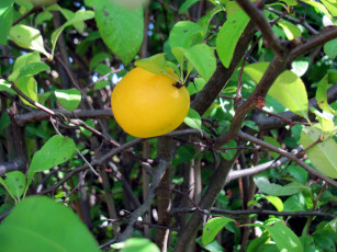 Картинка природа плоды яблоко