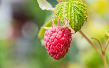 Картинка природа ягоды малина