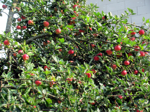 Обои картинки фото природа, плоды, яблоки