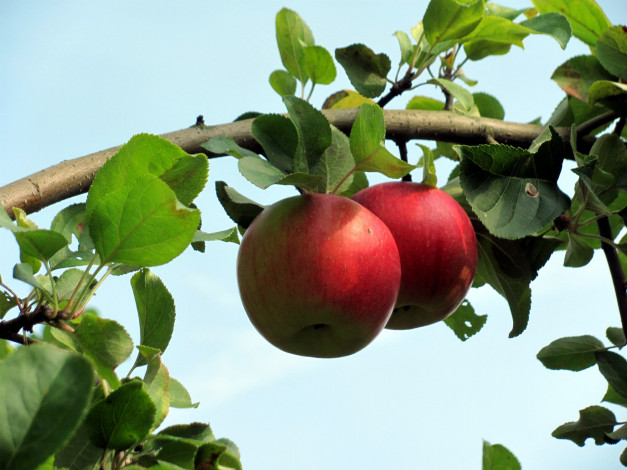 Обои картинки фото природа, плоды, яблоки
