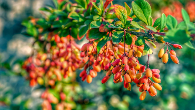 Обои картинки фото природа, ягоды, барбарис