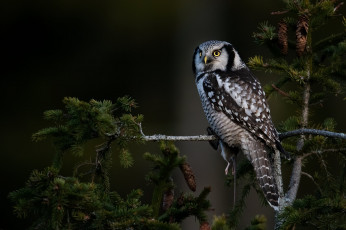 Картинка животные совы ветки природа тёмный фон дерево сова птица ель хвоя шишки сыч