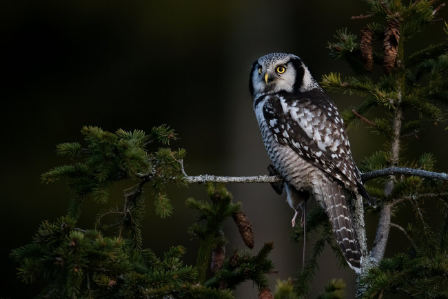 Обои картинки фото животные, совы, ветки, природа, тёмный, фон, дерево, сова, птица, ель, хвоя, шишки, сыч