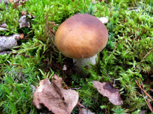 Картинка природа грибы боровик