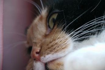 Картинка животные коты кот кошка