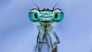 обоя животные, насекомые, макросъемка, насекомое