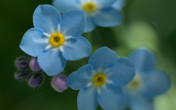 обоя цветы, незабудки