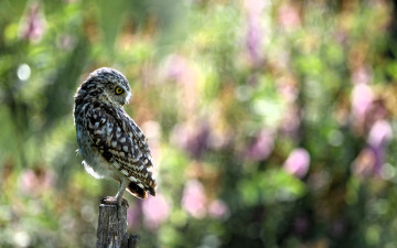 обоя животные, совы, сова, пень, луг