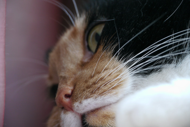 Обои картинки фото животные, коты, кот, кошка