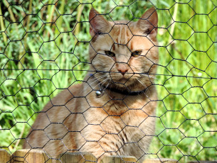 Картинка животные коты кот рыжий ошейник зелень сетка забор