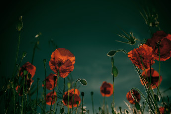 обоя цветы, маки