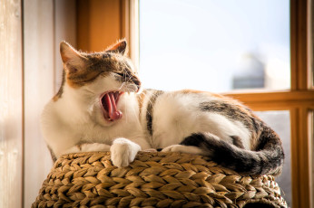 Картинка животные коты кот зевок корзина окно