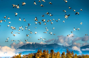 обоя животные, гуси, птицы, стая, небо, горы, облака, деревья, осень