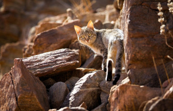 Картинка животные коты кот скалы камни